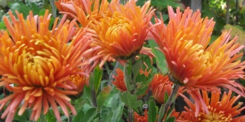 Iglane krizanteme: fotografija, opis, sadnja i njega